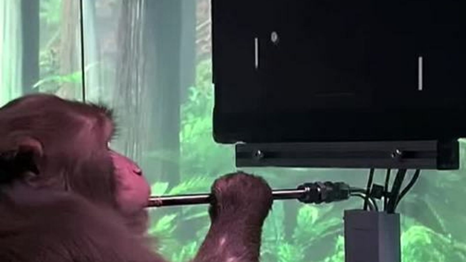 Monkey taught to play Pong with its mind by Neuralink | Offbeat News