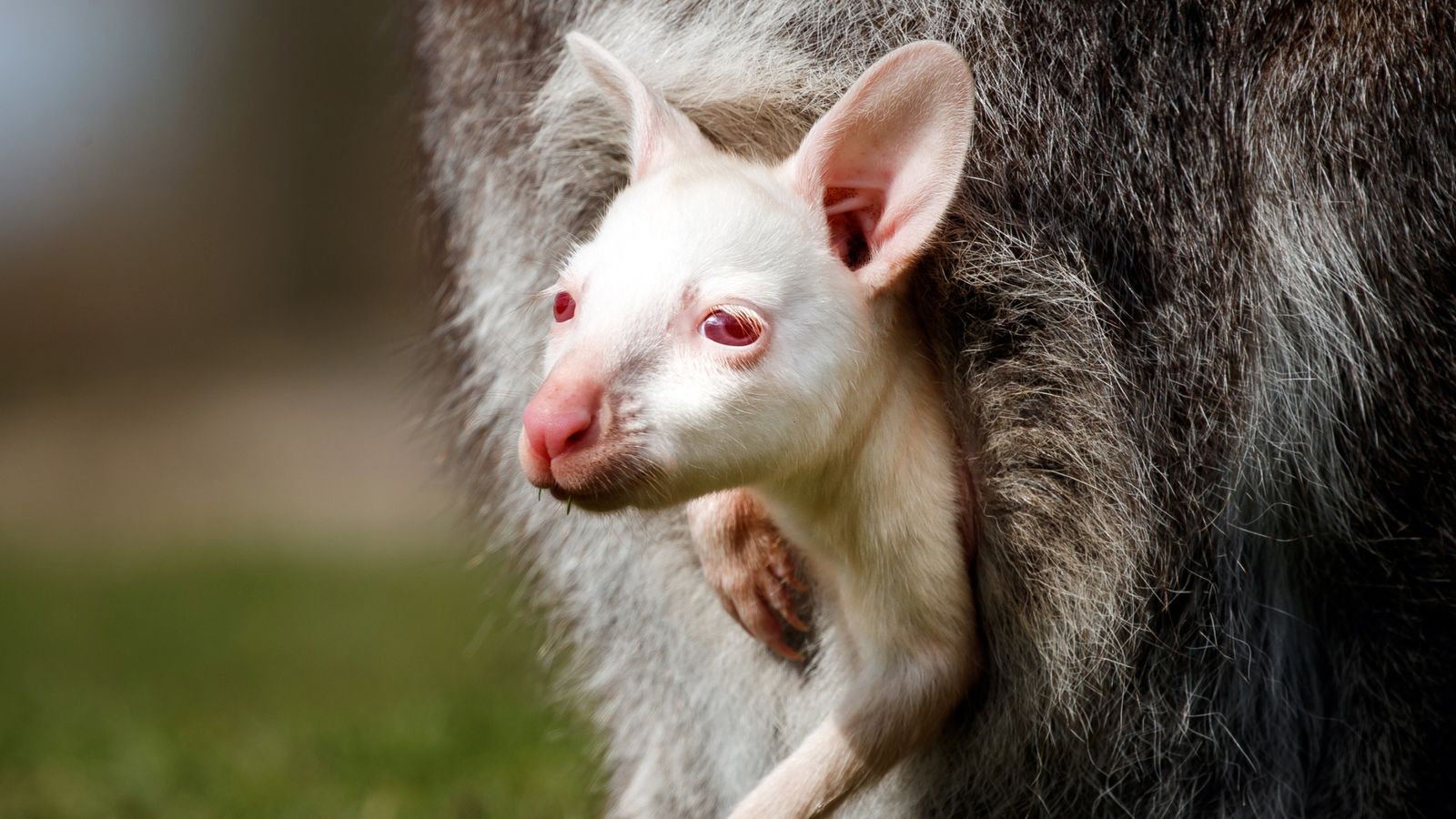 Albino wallaby baby will have guests bouncing in excitement as zoo opens  after lockdown | UK News | Sky News