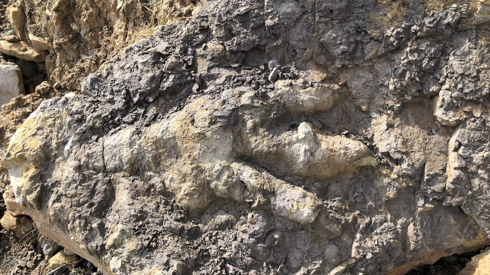 Dinosaur footprint: Fossil from 'Jurassic giant' found on ...