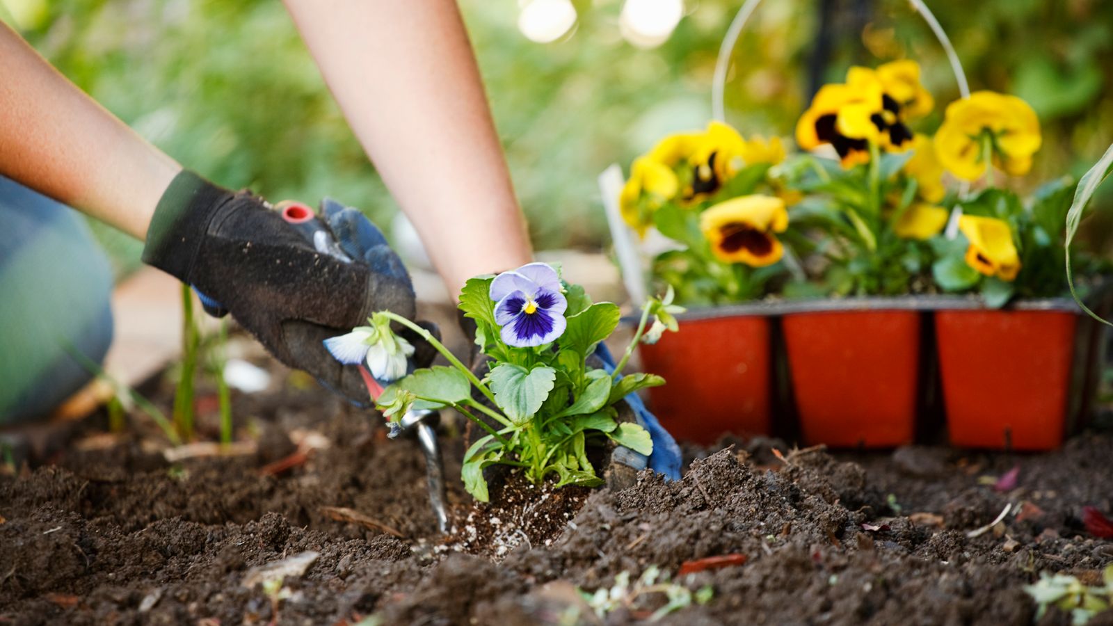Gardening regularly improves mental and physical wellbeing, RHS study ...