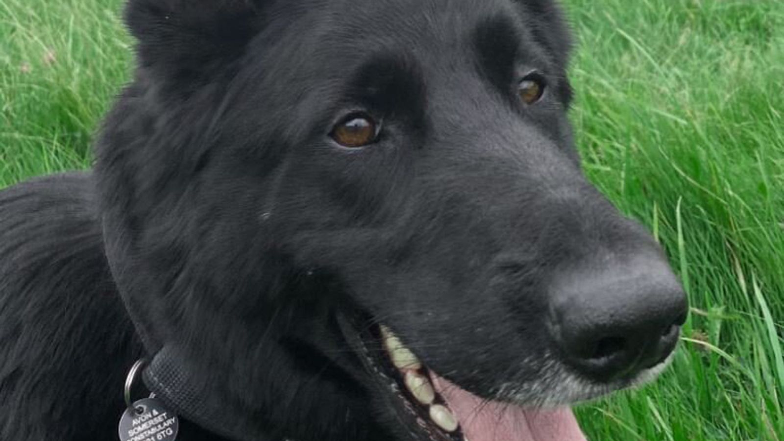 Police dog dies after being struck by train while chasing burglary suspects 2