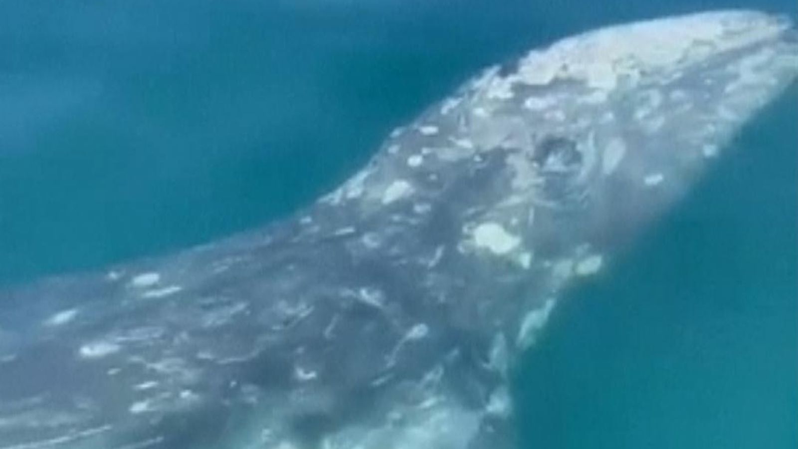 Gray whale stuns divers off Naples, Italy | World News | Sky News