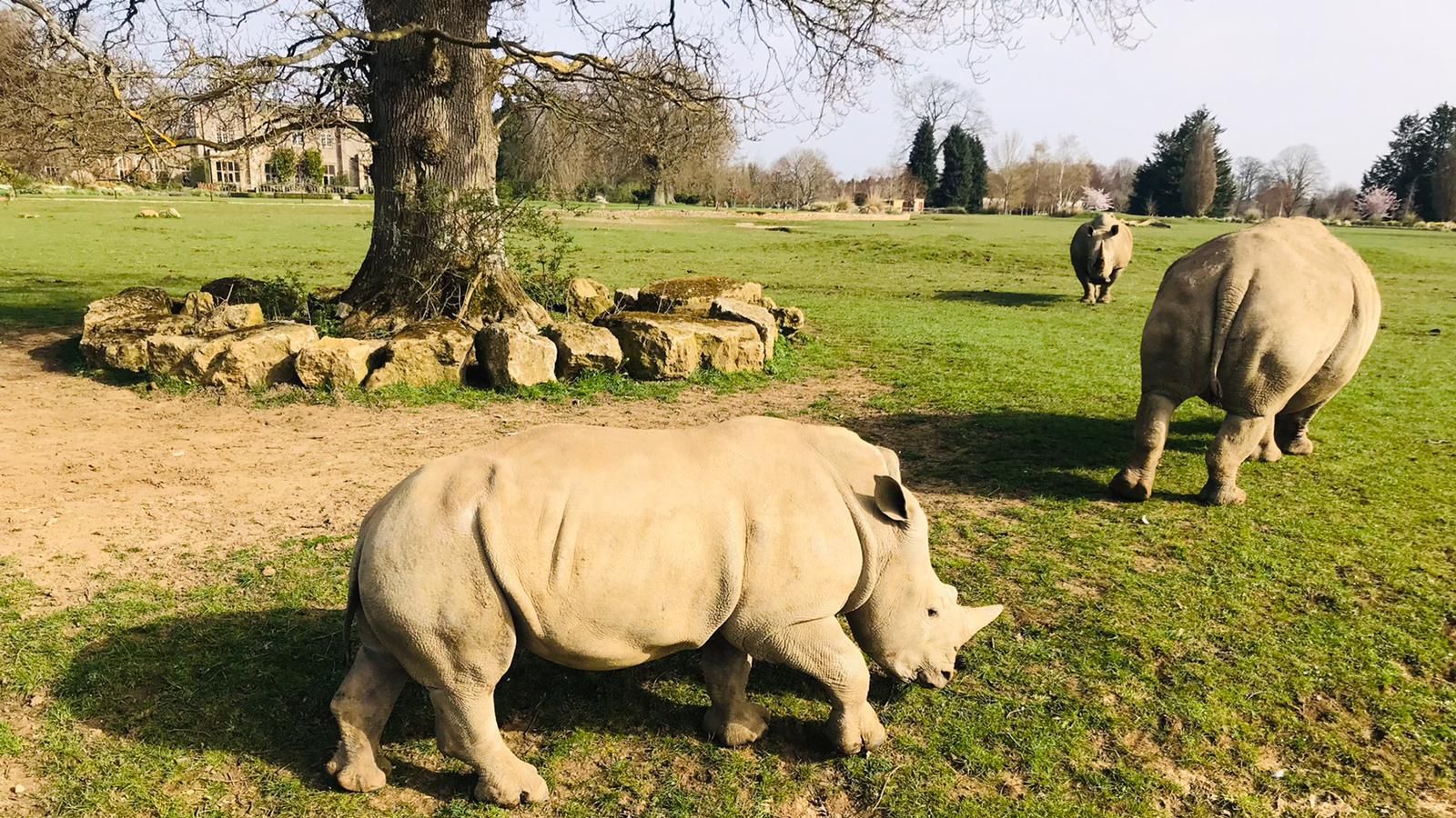 COVID19 Zoos, safari parks and their animals prepare to reopen on 12