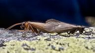 The new instect is smaller and has a different habitat to other caddisfly species. Pic AP