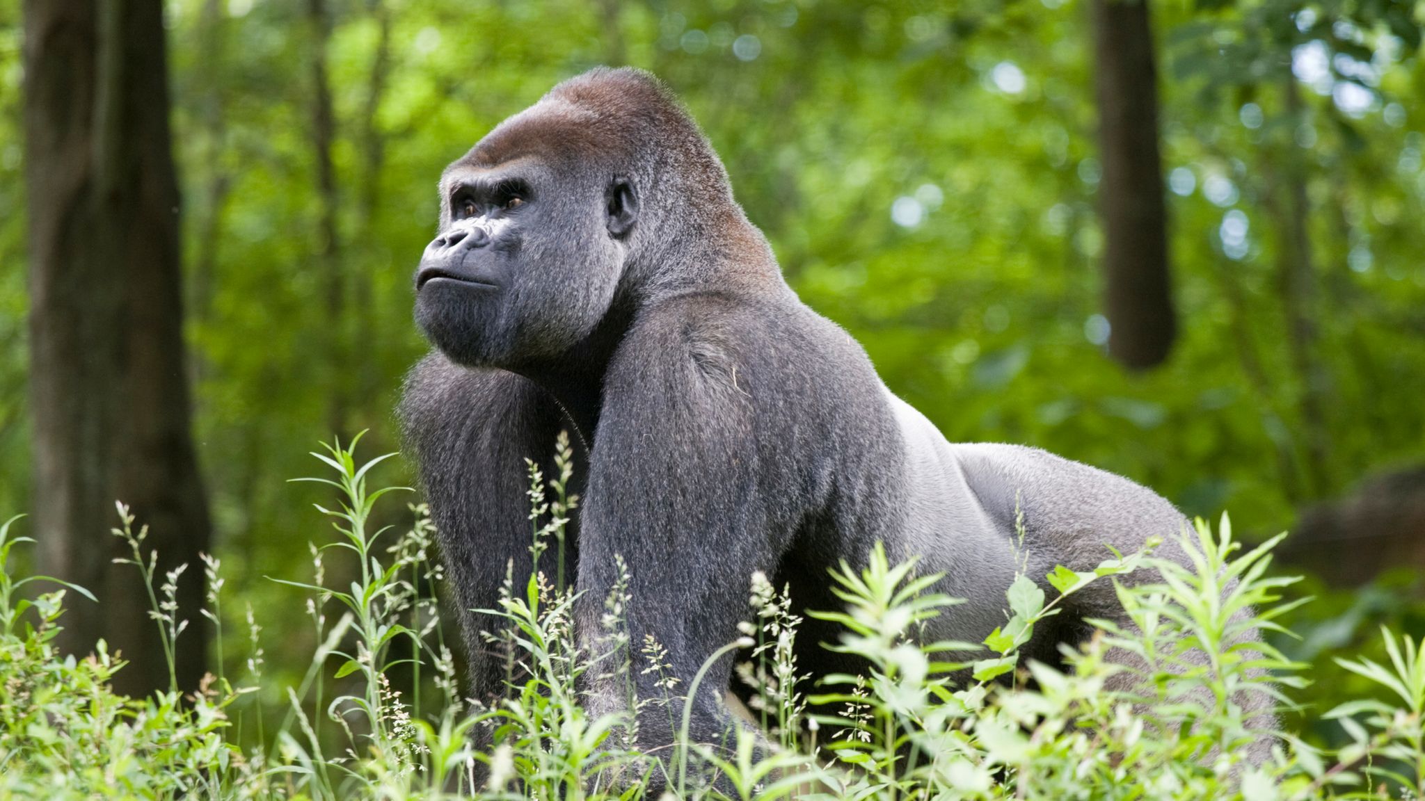 Why do gorillas beat their chests? New research gives insight into