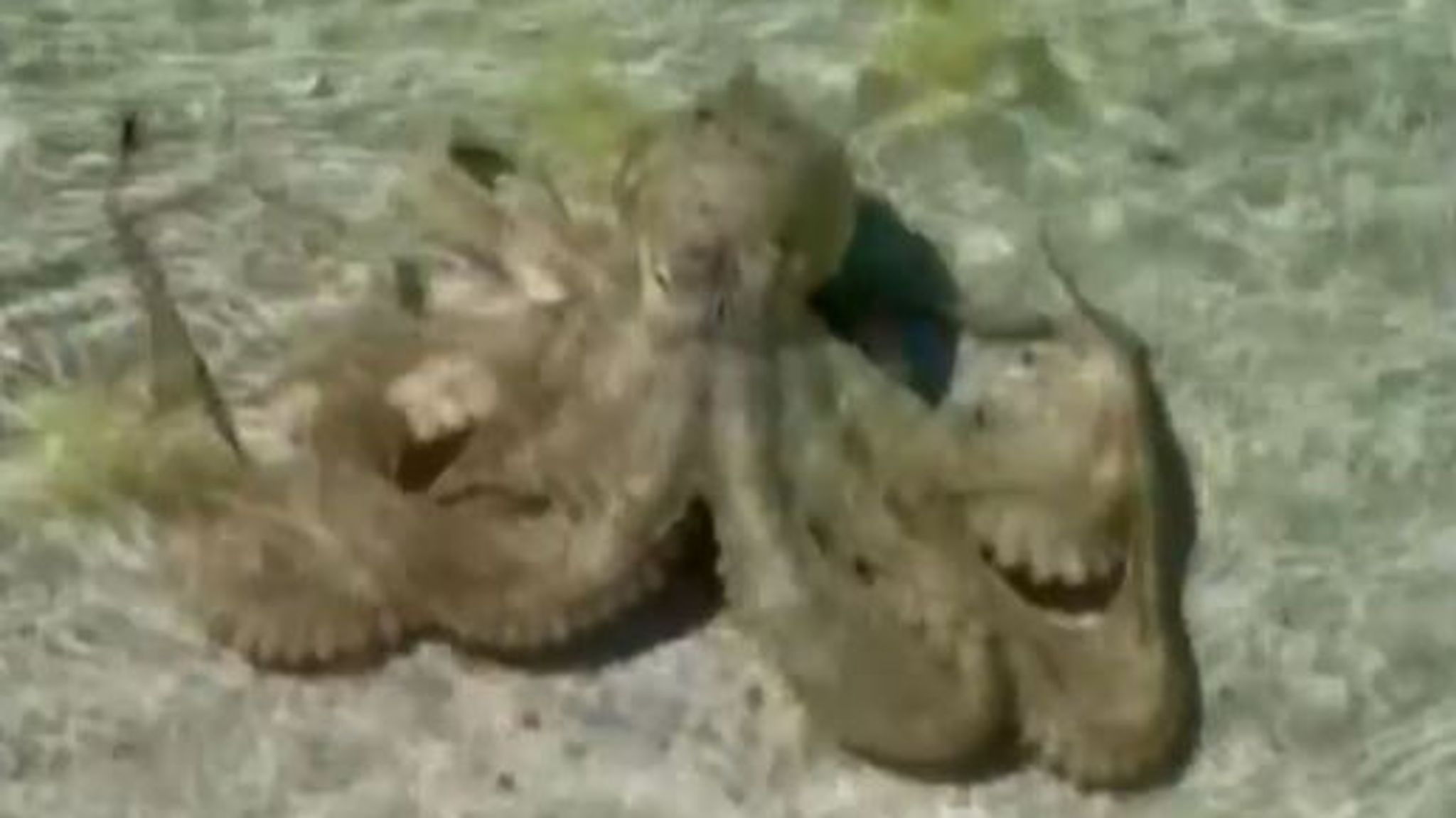 Australian man faces rare attack by an angry octopus 