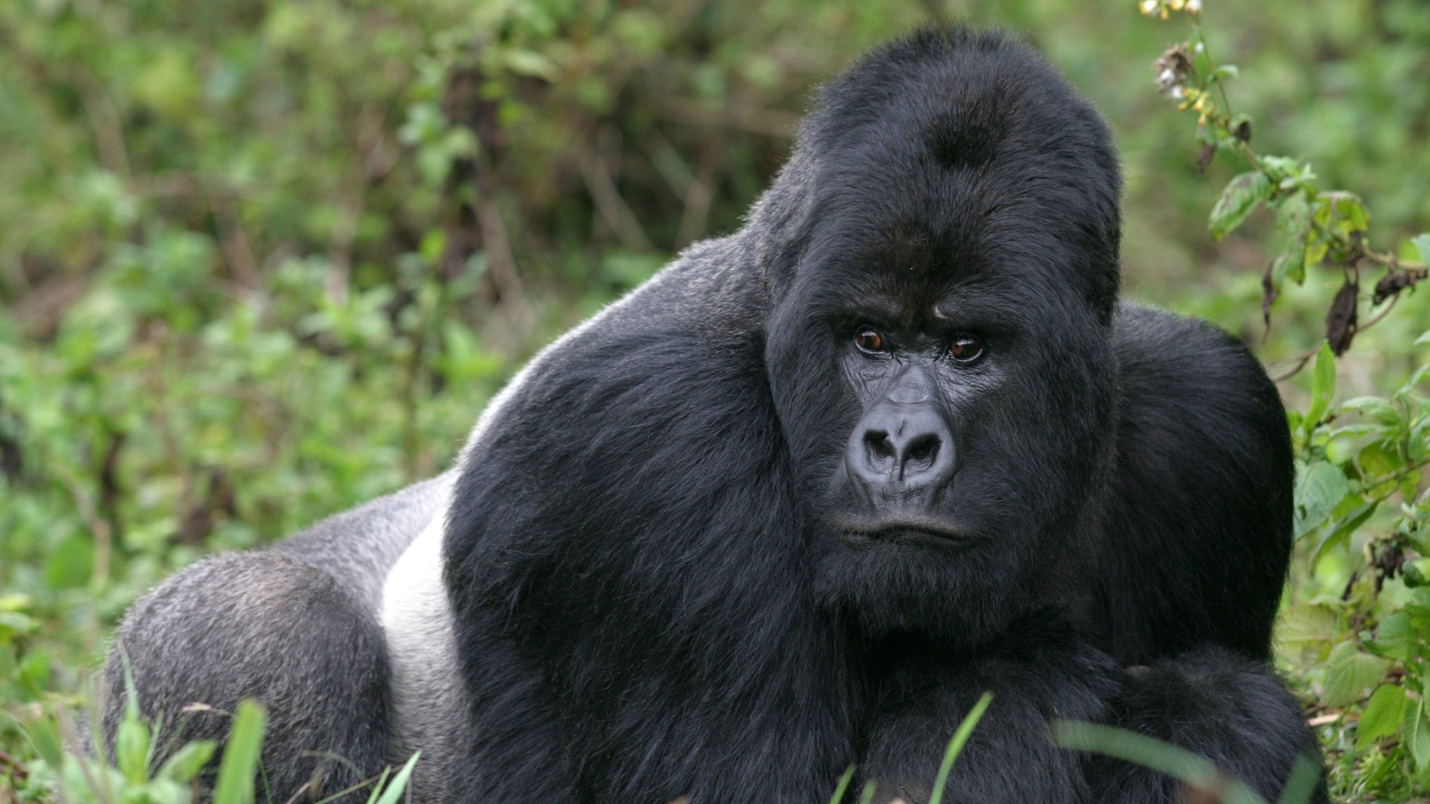 har Tilskynde pels Why do gorillas beat their chests? New research gives insight into  behaviour of silverbacks | UK News | Sky News