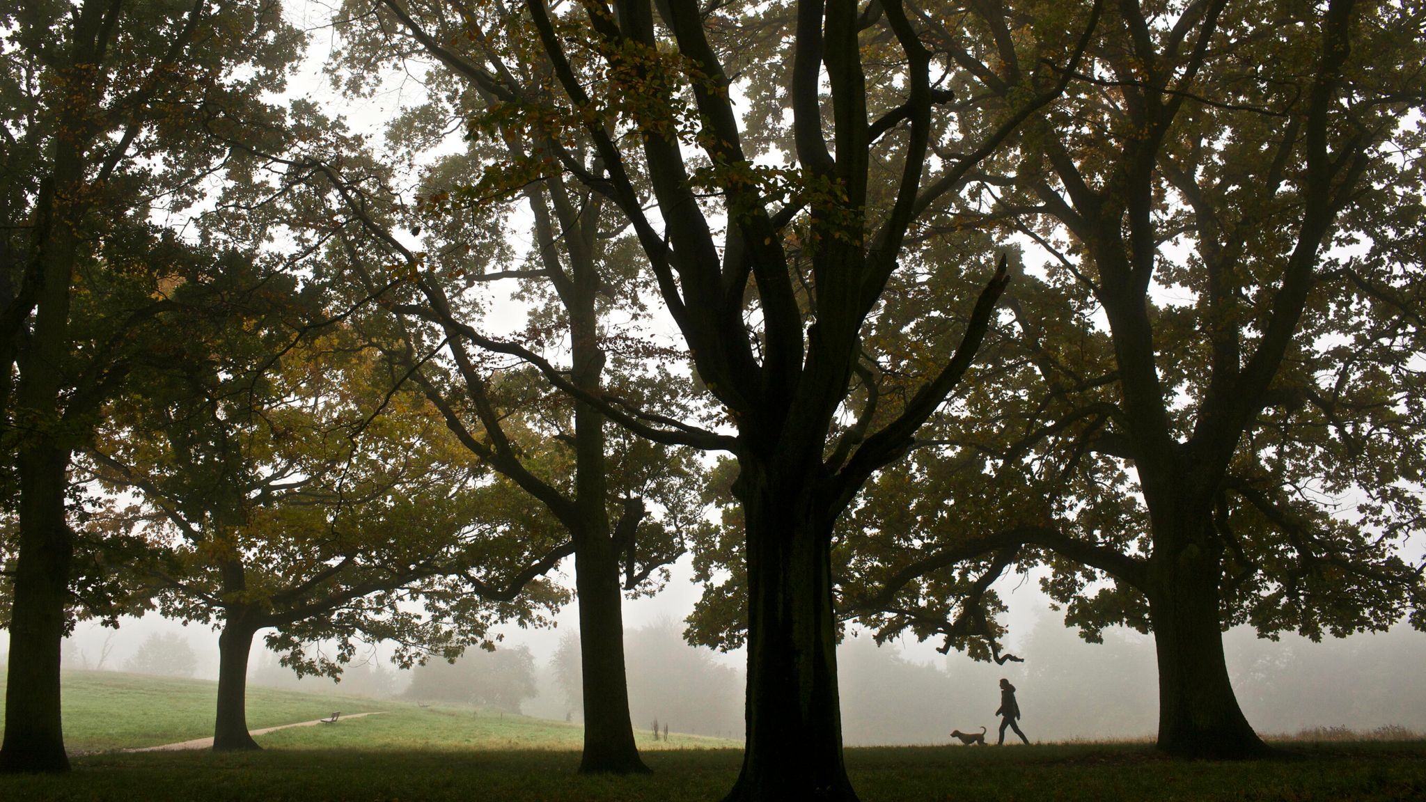 Past tree. Auturm.