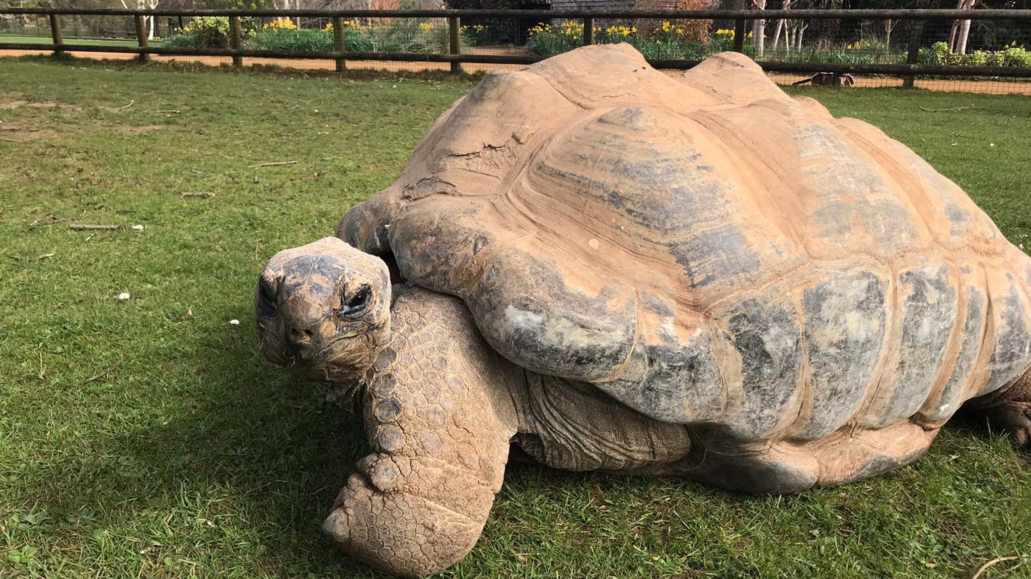 COVID19 Zoos, safari parks and their animals prepare to reopen on 12