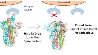 The drug locks the spike protein from attaching to a human cell