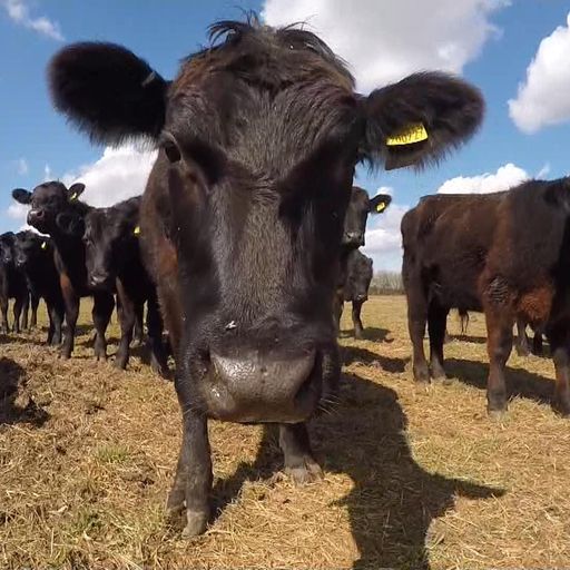 Record methane levels found in atmosphere (and burping cows are major contributor)