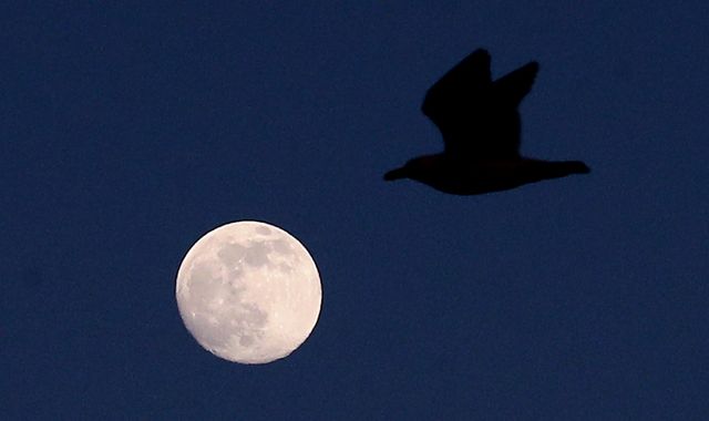 'Pink supermoon' to light up UK skies this week - here's the best time to see it (with one catch) - Vimarsana News
