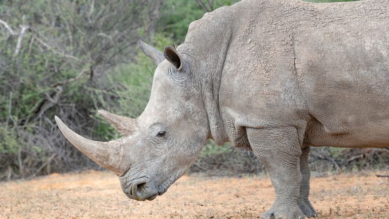 Rhinoceros in Wildlife, Namibia