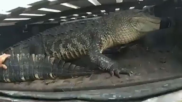 Alligator is discovered under a parked car in Florida