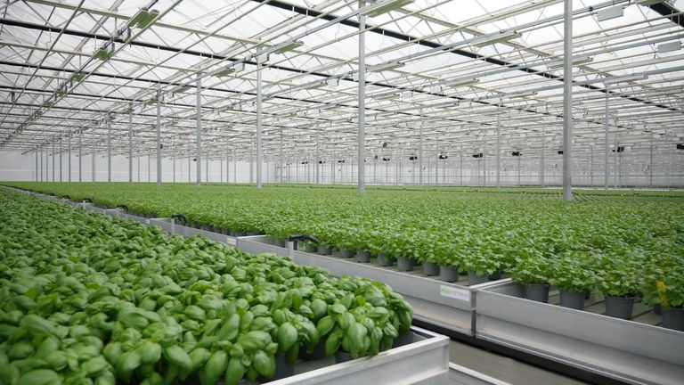 Basil is grown at Bridge Farm in Lincolnshire