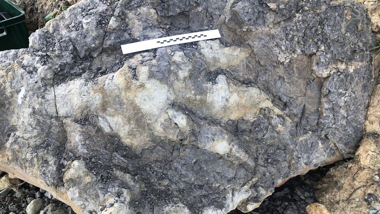 È la più grande impronta di dinosauro trovata nello Yorkshire