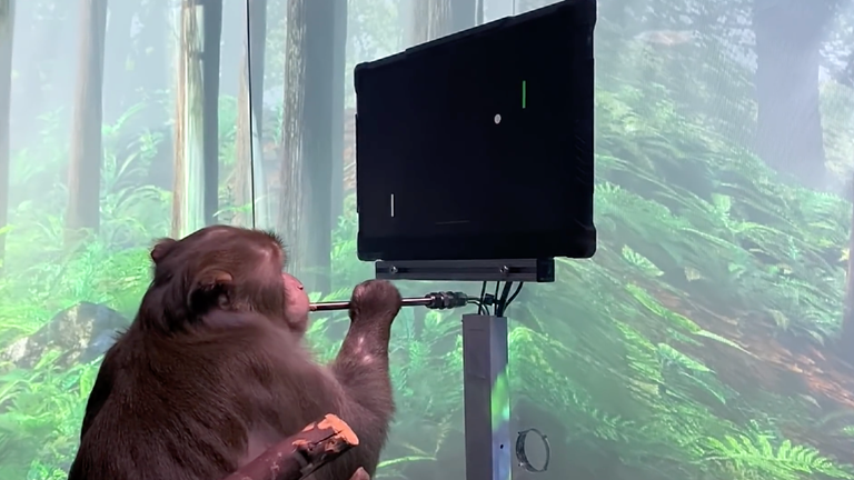 Neuralink has taught a monkey to play the video game Pong with its mind. Pic: Neuralink