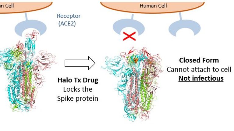 يمنع الدواء بروتين سبايك من الارتباط بالخلية البشرية