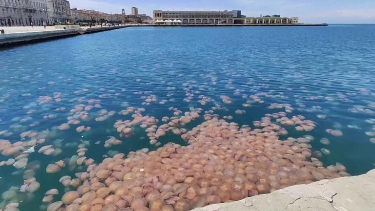 Jellyfish swim and gather in Trieste harbour.