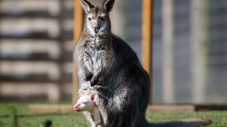 It is thought to be the first albino wallaby at the park