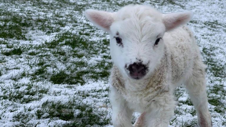 A little lamb enjoys the snow in Isle of Barra, Scotland. Pic: Mingulay Boat Trips