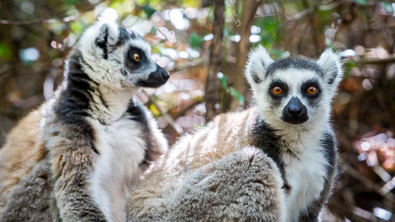 Up To A Third Of Land Species And Half In The Sea Face Extinction If Climate Change Is Not Slowed New Study Reveals Climate News Sky News