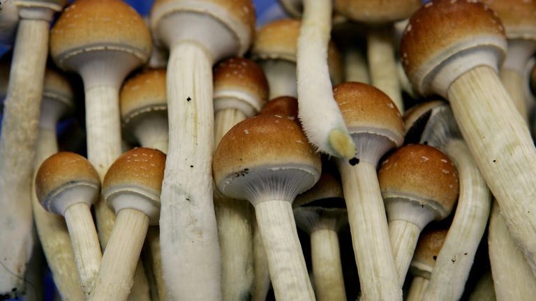 Magic mushrooms can induce sensory distortion and feelings of euphoria Pic: AP