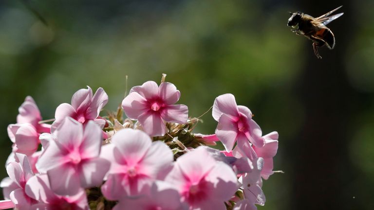 The phlox comes to flower around the time of the April full moon