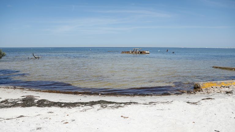 Experts fear the wastewater could spawn algal blooms toxic to marine life in the Tampa Bay estuary