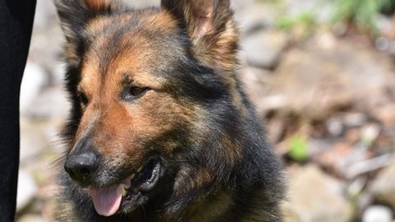 Police Dog Storm tracked the men for more than two miles. Pic: British Transport Police