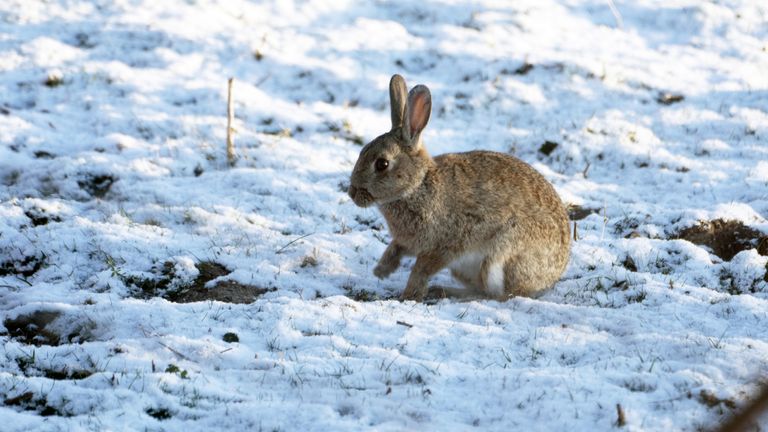 One cold Easter bunny! Snow has fallen in parts of the UK