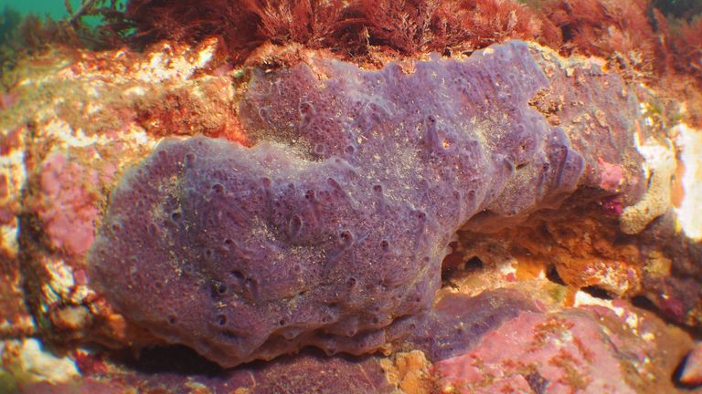 The Parpal Dumplin sea sponge. Pic: Marine Conservation Society