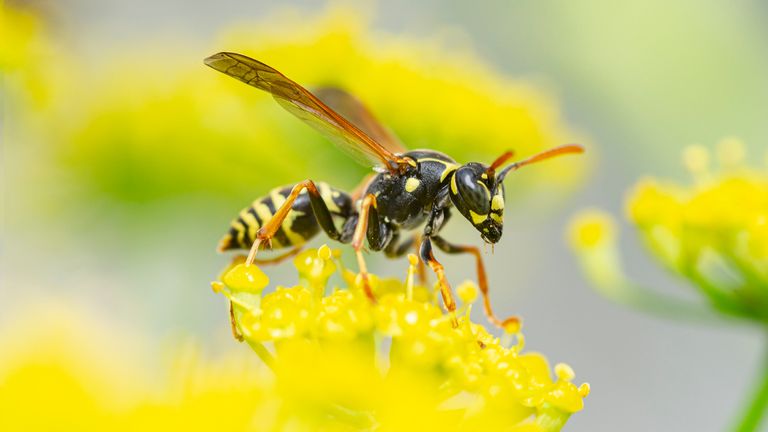 wasp in yellow flower