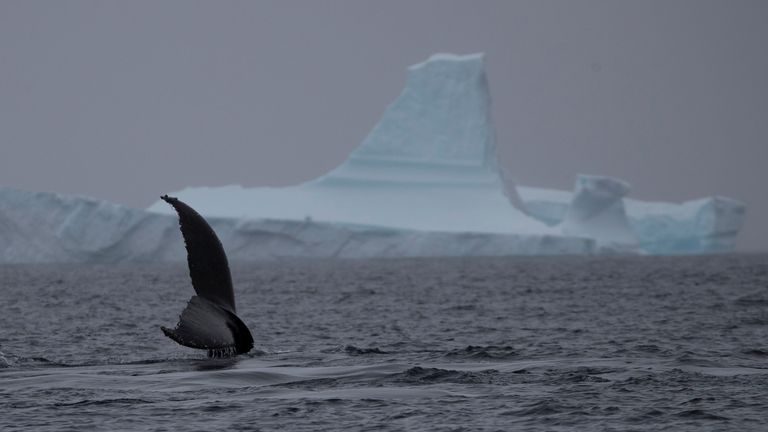 A change in levels of sea ice is an indication of climate change