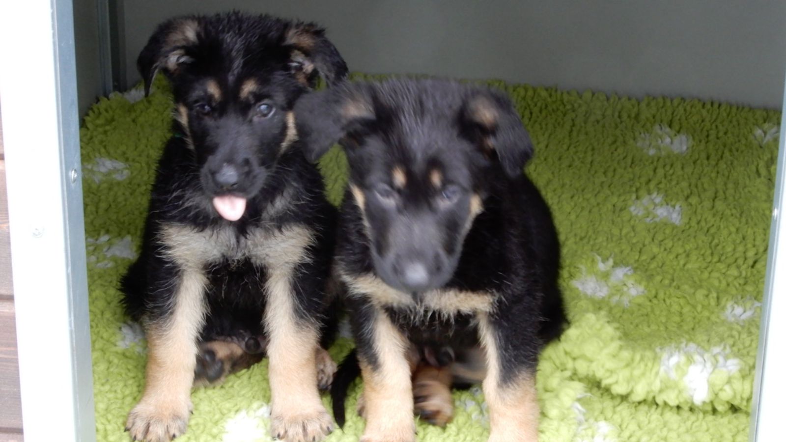 Met Police welcome seven puppies in memory of Sergeant Matt Ratana who ...