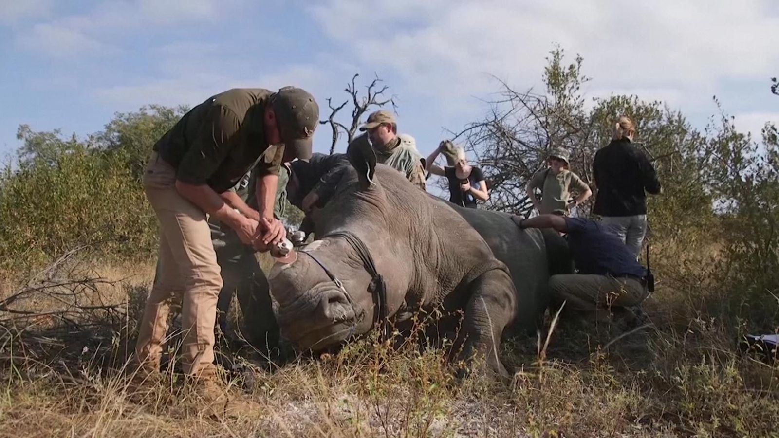 Reserve Forced To De-horn Rhinos 