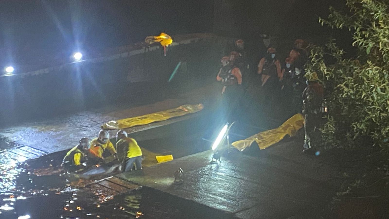 Young whale seen swimming upstream in Thames after being freed ...