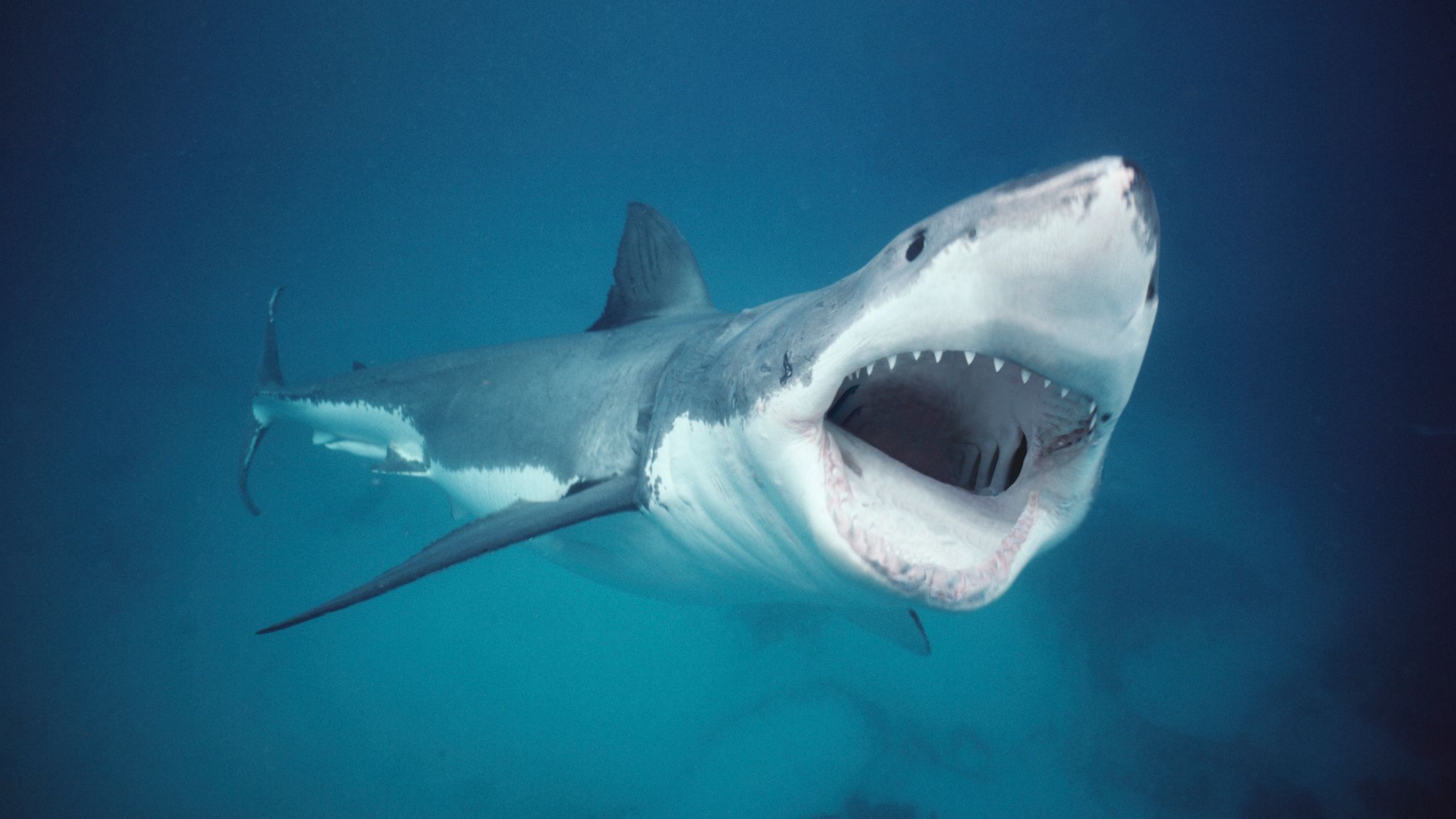 Præstation Banyan Reduktion Australia renames shark attacks 'negative encounters' to dispel 'man-eating  monster' perception | World News | Sky News