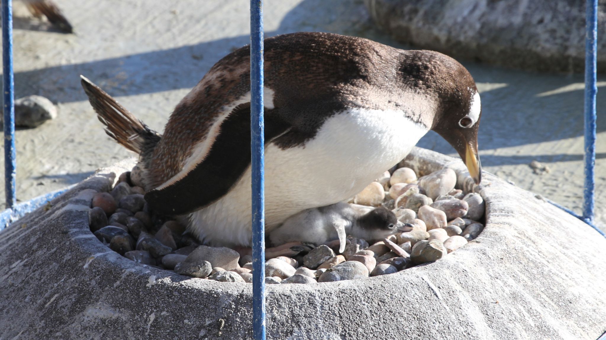 Edinburgh Zoo welcomes nine penguin chicks - and you can watch them 24/