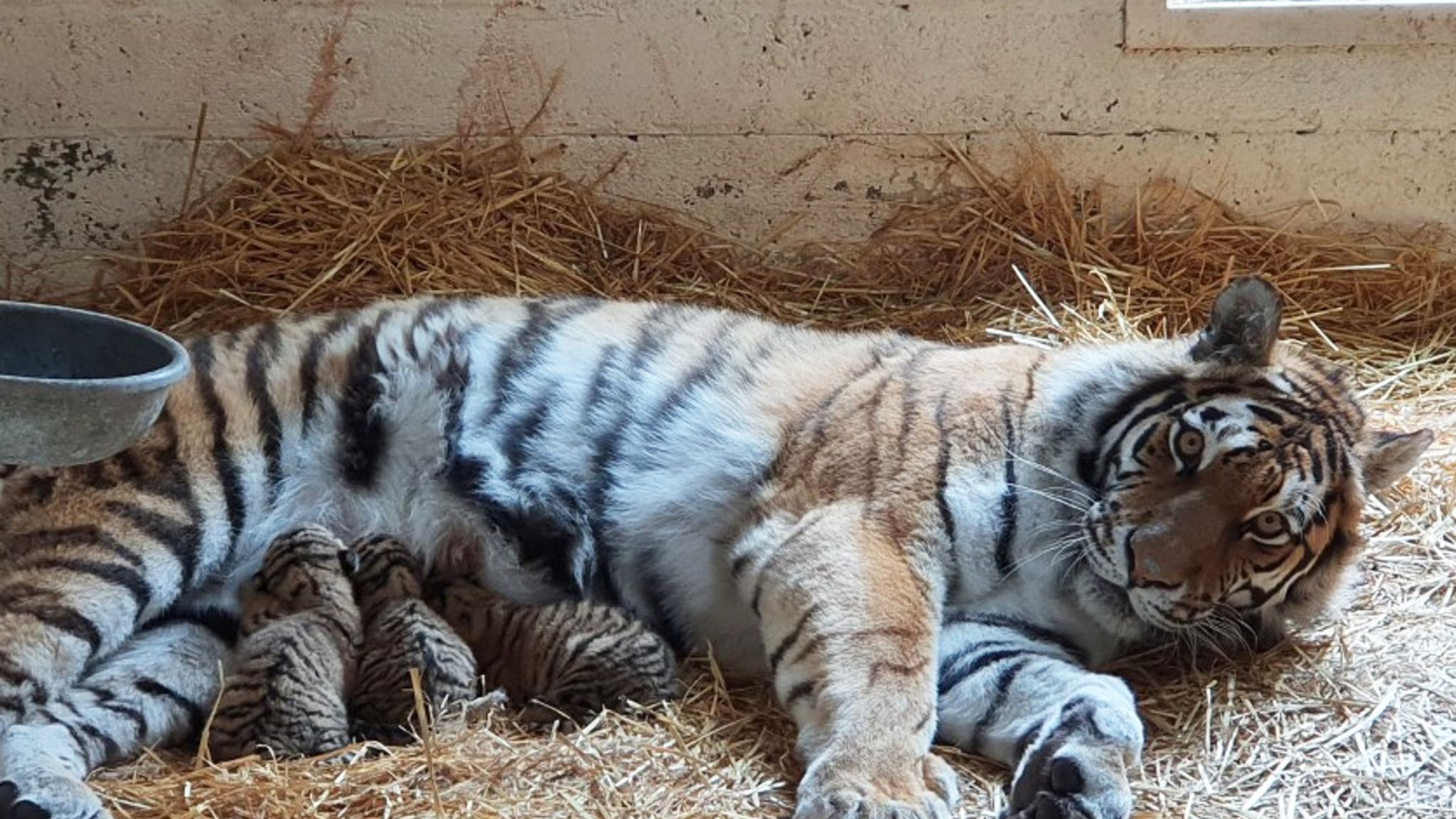 Scotland's Highland Wildlife Park welcomes three endangered Amur tiger cubs, UK News