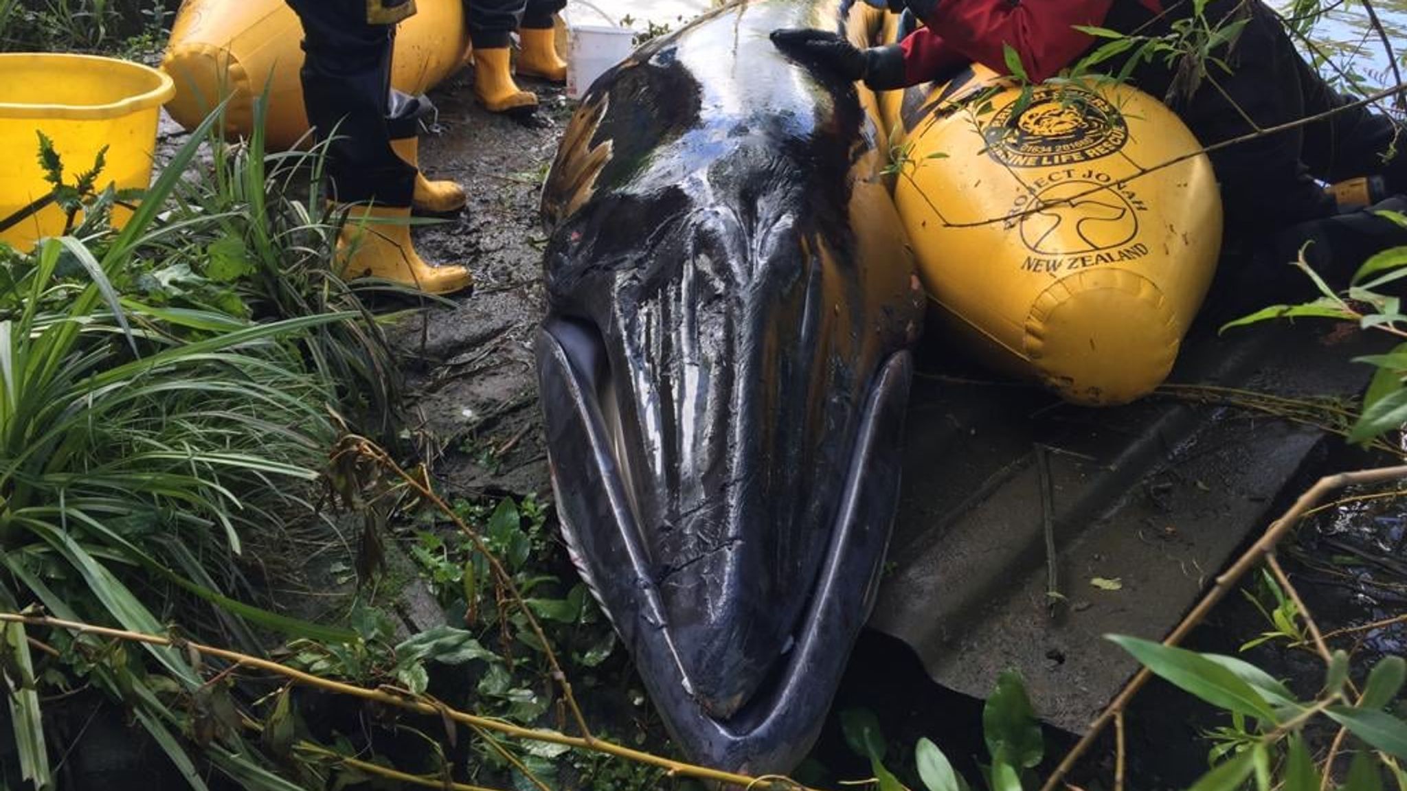 Основатель 3 китов. Основатель 3 китов. Рисовый кит кит райса. Как спариваются киты. Основатель 3 китов.