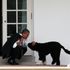 'He had a big bark but no bite': Obama family mourns loss of pet dog Bo