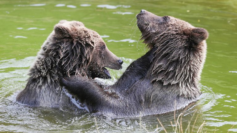 Two European brown bears at Whipsnade Zoo. File pic