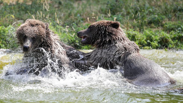 Two European Brown bears at Whipsnade Zoo