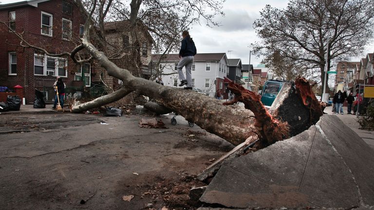 A girl plays on a fallen tree on Brighton 6th Street in the Brighton Beach area of Brooklyn in New York on Thursday, Nov. 1, 2012. (AP Photo/Bebeto Matthews)