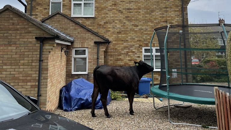 Quite fancy that: One bullock looked tempted to have a go on a trampoline