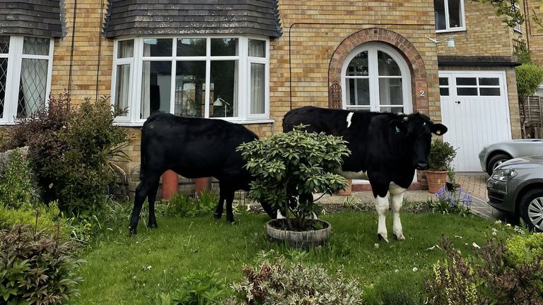 Yum: The cows were spotted helping themselves to grass in people's gardens
