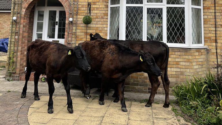 The bullocks didn't shy away from getting up close and personal on private properties 