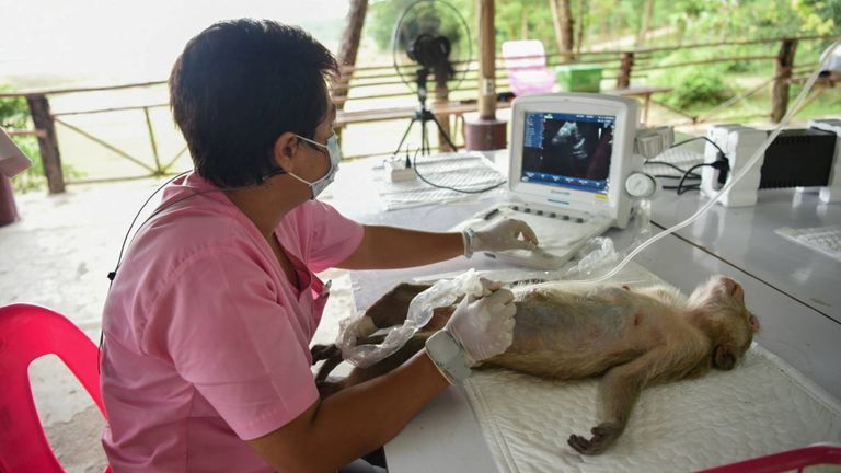 A veterinarian checks monkey&#39;s pregnancy with ultrasound scanning after the wild animal has been rescued from a truck during a smuggling attempt, at the animal field hospital in Nakhon Nayok, Thailand May 28, 2021 in this still image from video taken May 28, 2021. Thai Department of Natural Parks, Wildlife and Plant Conservation (PR DNP)/Handout via REUTERS THIS IMAGE HAS BEEN SUPPLIED BY A THIRD PARTY. MANDATORY CREDIT