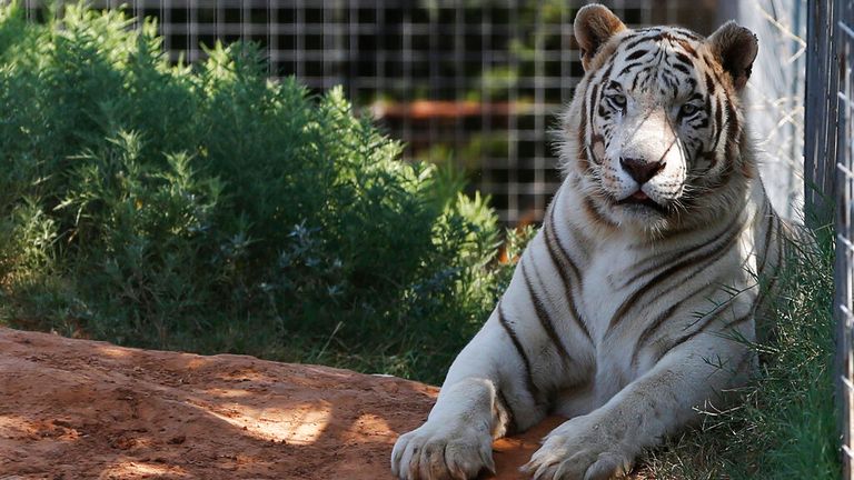 Oklahoma: Officials seize 68 big cats from Tiger King star Jeffrey Lowe ...